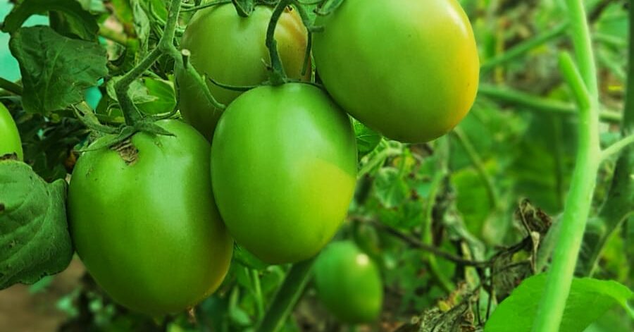 85a5be45-6c08-4885-94aa-e325ec03f74a-1