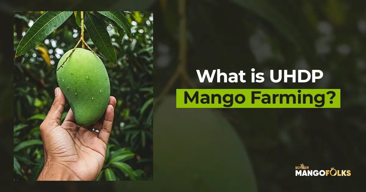 Thumbnail of What is UHDP Farming blog by Farmland Investment In India Mangofolks | Konkan Estate