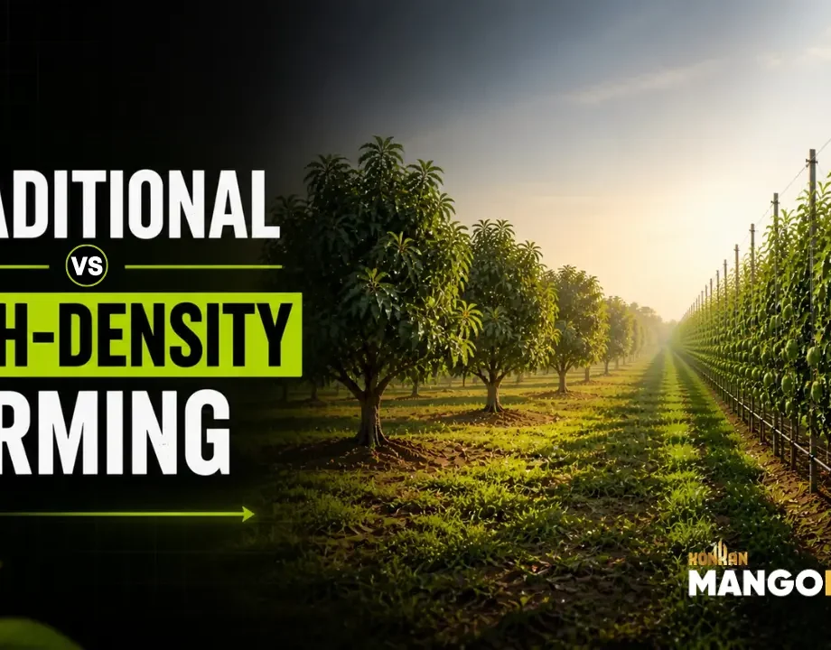 Traditional vs high-density farming blog mangofolks Traditional vs high-density farming blog mangofolks