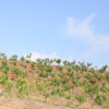 Kharavali 10