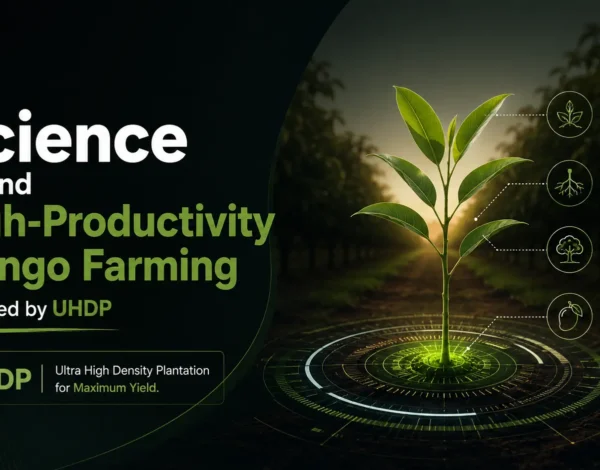 The-Science-Behind-High-Productivity-Mango-Farming
