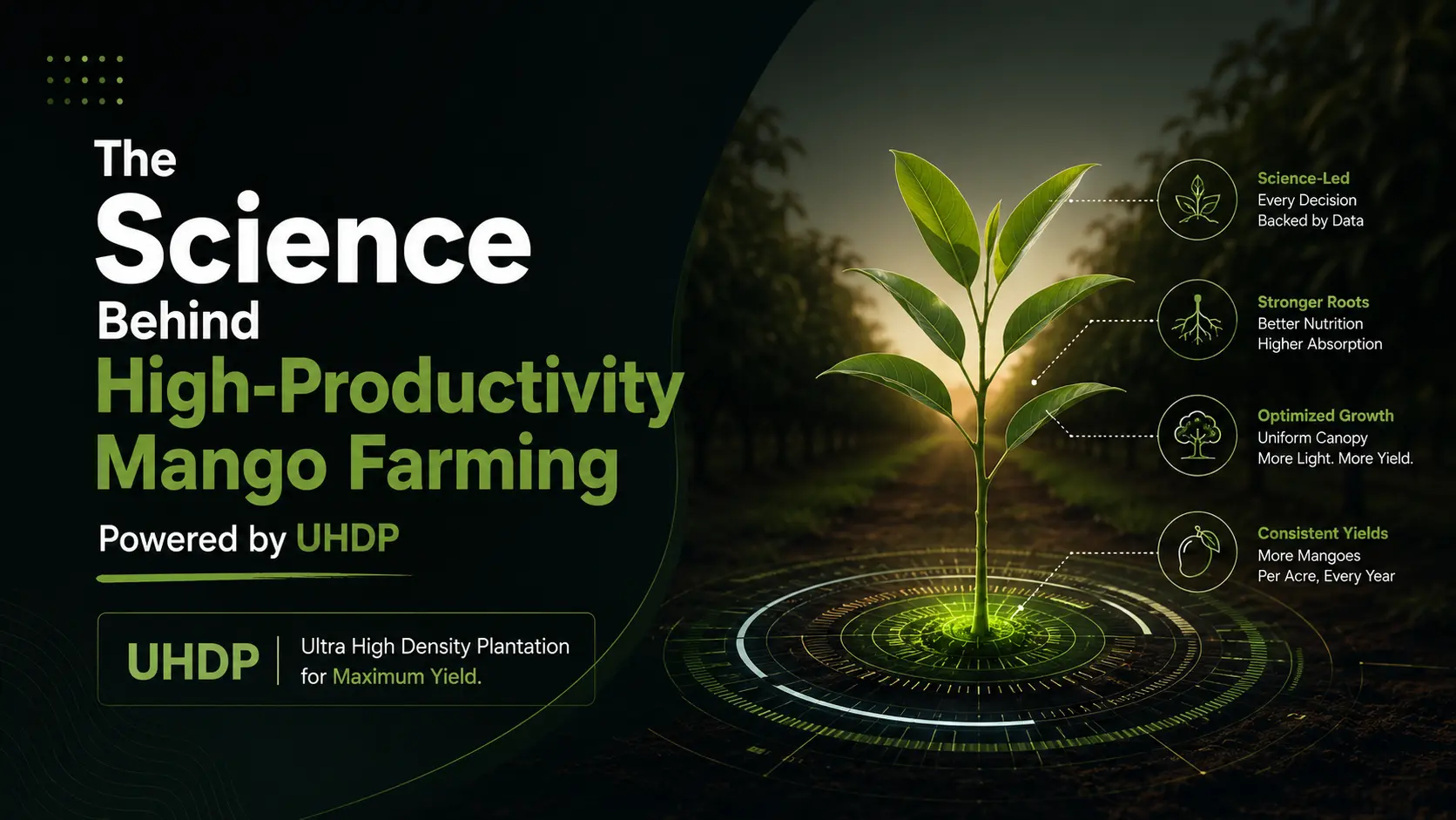 The science behind high-productivity mango farming: scientific orchard management in a modern mango plantation
