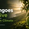 Why-Mangoes-Thrive-in-the-Konakan-Climate-Mangofolks-Managed-Farmland-Near-Pune