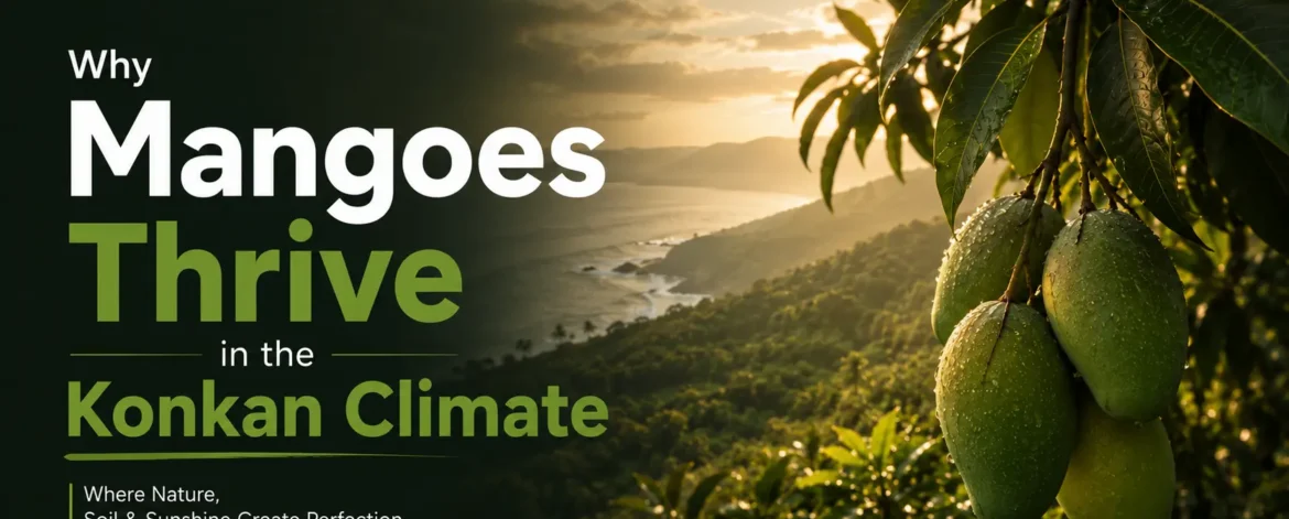 Why-Mangoes-Thrive-in-the-Konakan-Climate-Mangofolks-Managed-Farmland-Near-Pune