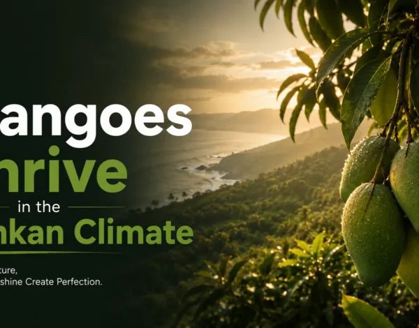 Why-Mangoes-Thrive-in-the-Konakan-Climate-Mangofolks-Managed-Farmland-Near-Pune