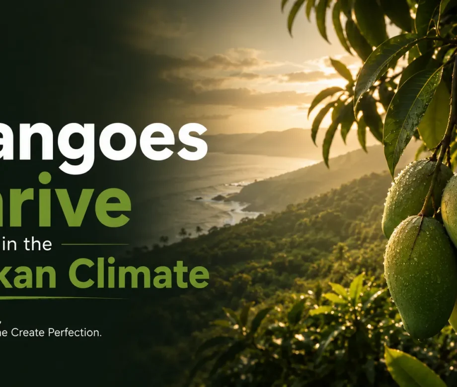 Why-Mangoes-Thrive-in-the-Konakan-Climate-Mangofolks-Managed-Farmland-Near-Pune