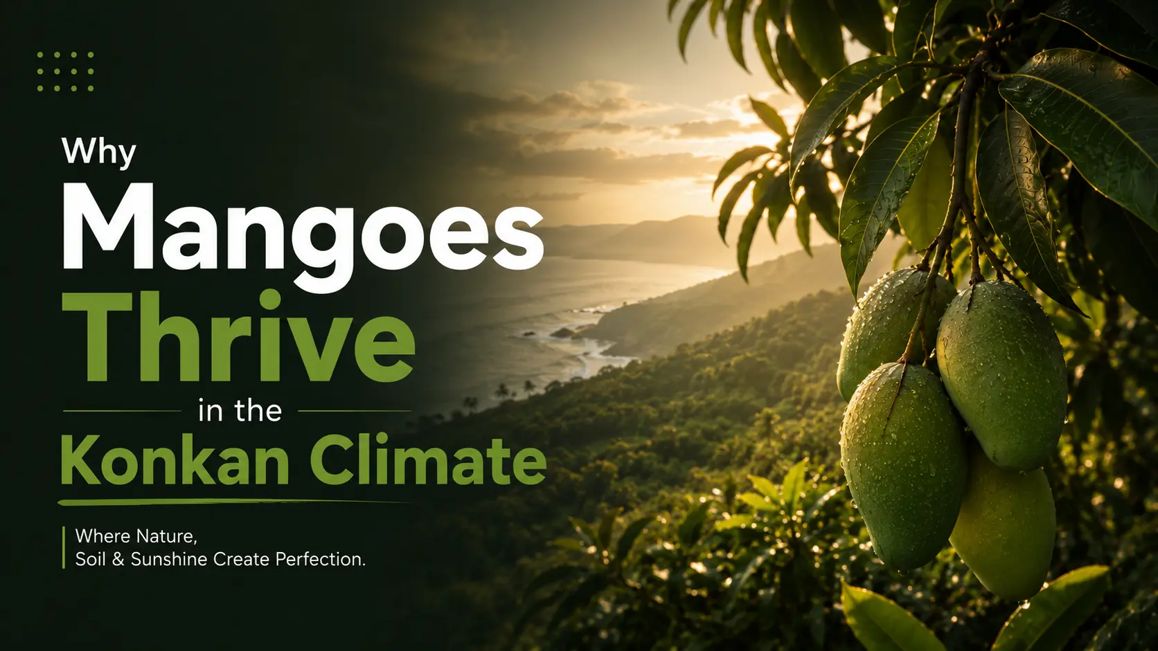 Why mangoes thrive in the Konkan climate